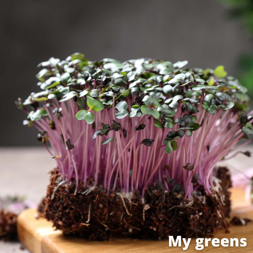 Mikrobylinky, microgreens, mikrozelenina